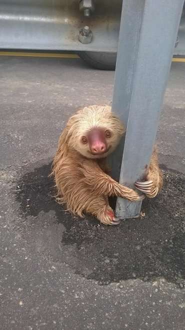 動物の画像にセリフをつけて遊ぶトピ