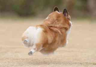 動物の画像にセリフをつけて遊ぶトピ