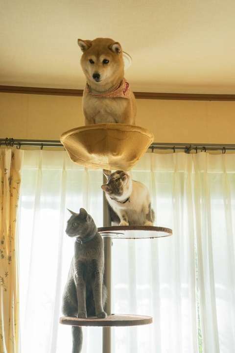 動物の画像にセリフをつけて遊ぶトピ