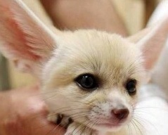 動物の画像にセリフをつけて遊ぶトピ