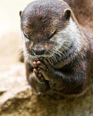 動物の画像にセリフをつけて遊ぶトピ