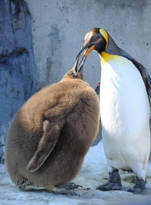 動物の画像にセリフをつけて遊ぶトピ