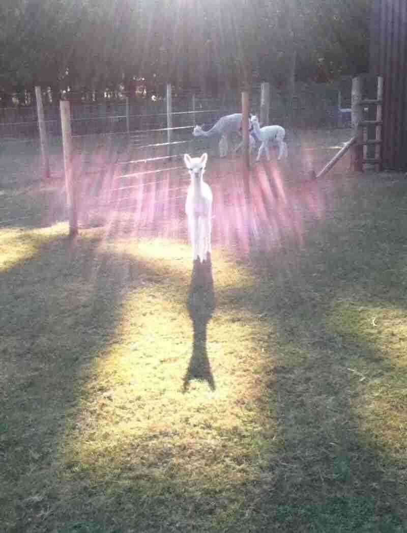 動物の画像にセリフをつけて遊ぶトピ
