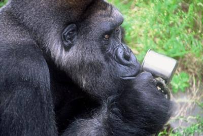 動物の画像にセリフをつけて遊ぶトピ