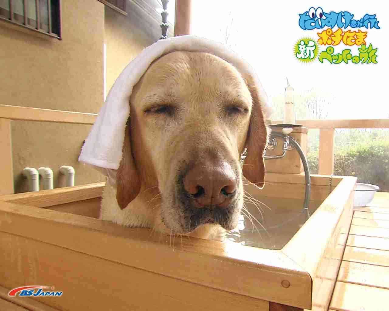 動物の画像にセリフをつけて遊ぶトピ