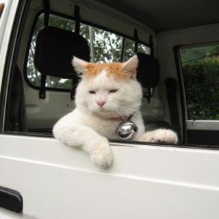 動物の画像にセリフをつけて遊ぶトピ
