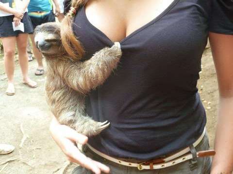 動物の画像にセリフをつけて遊ぶトピ