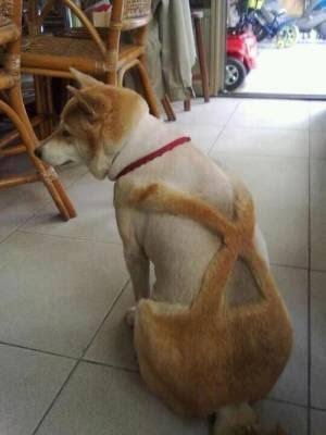 動物の画像にセリフをつけて遊ぶトピ