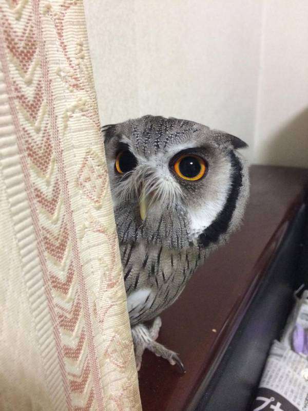 動物の画像にセリフをつけて遊ぶトピ