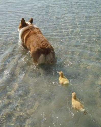 動物の画像にセリフをつけて遊ぶトピ