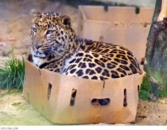 動物の画像にセリフをつけて遊ぶトピ