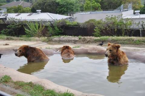 動物の画像にセリフをつけて遊ぶトピ