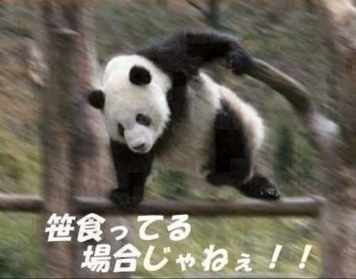 動物の画像にセリフをつけて遊ぶトピ