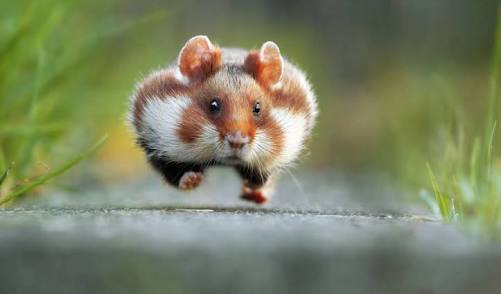 動物の画像にセリフをつけて遊ぶトピ