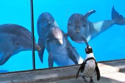 動物の画像にセリフをつけて遊ぶトピ