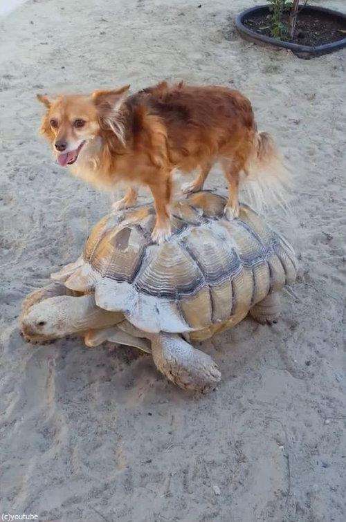 動物の画像にセリフをつけて遊ぶトピ