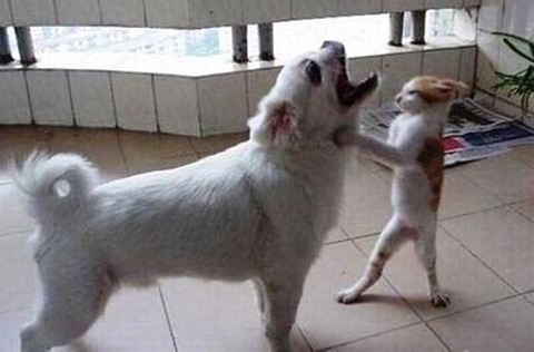 動物の画像にセリフをつけて遊ぶトピ
