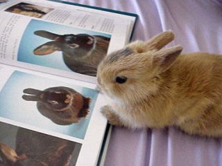 動物の画像にセリフをつけて遊ぶトピ