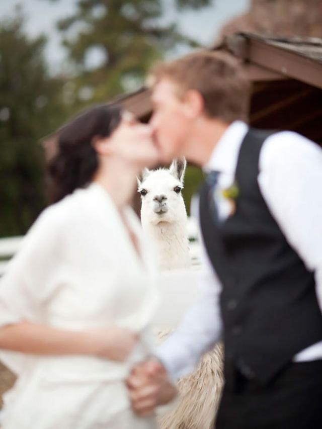 動物の画像にセリフをつけて遊ぶトピ