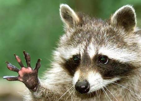 動物の画像にセリフをつけて遊ぶトピ