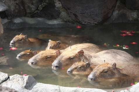 動物の画像にセリフをつけて遊ぶトピ