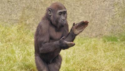 動物の画像にセリフをつけて遊ぶトピ