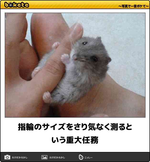 動物の画像にセリフをつけて遊ぶトピ