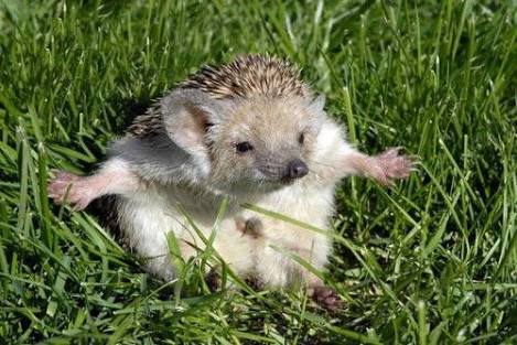 動物の画像にセリフをつけて遊ぶトピ