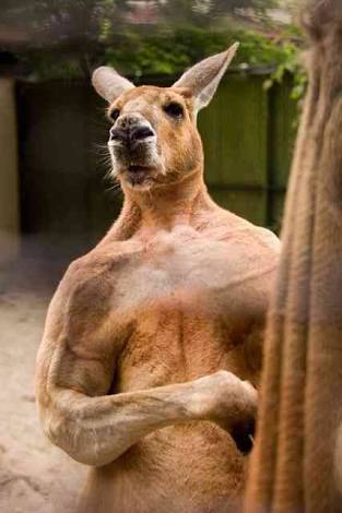 動物の画像にセリフをつけて遊ぶトピ