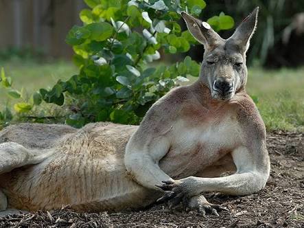 動物の画像にセリフをつけて遊ぶトピ
