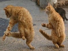 動物の画像にセリフをつけて遊ぶトピ