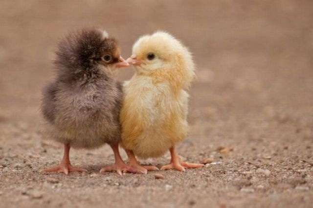 動物の画像にセリフをつけて遊ぶトピ