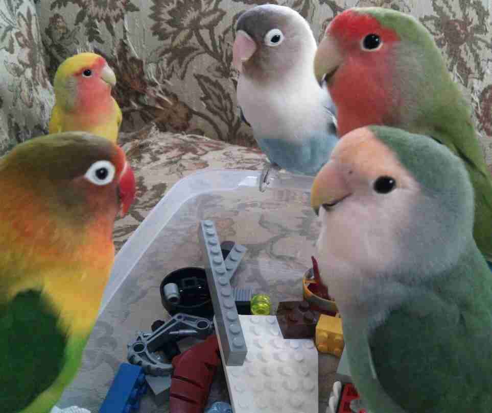 素敵な髪飾りの画像ください！