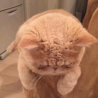 もし1日だけ芸能人になるなら誰になります?