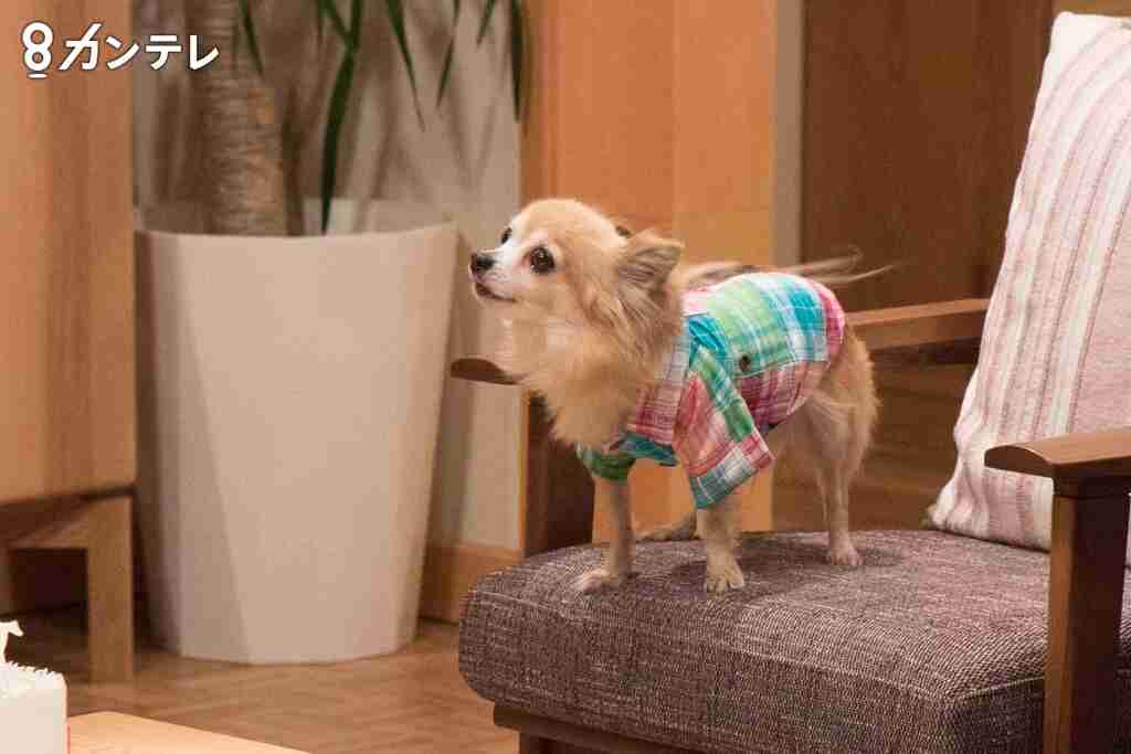 【実況!感想!】お義父さんと呼ばせて 第8話