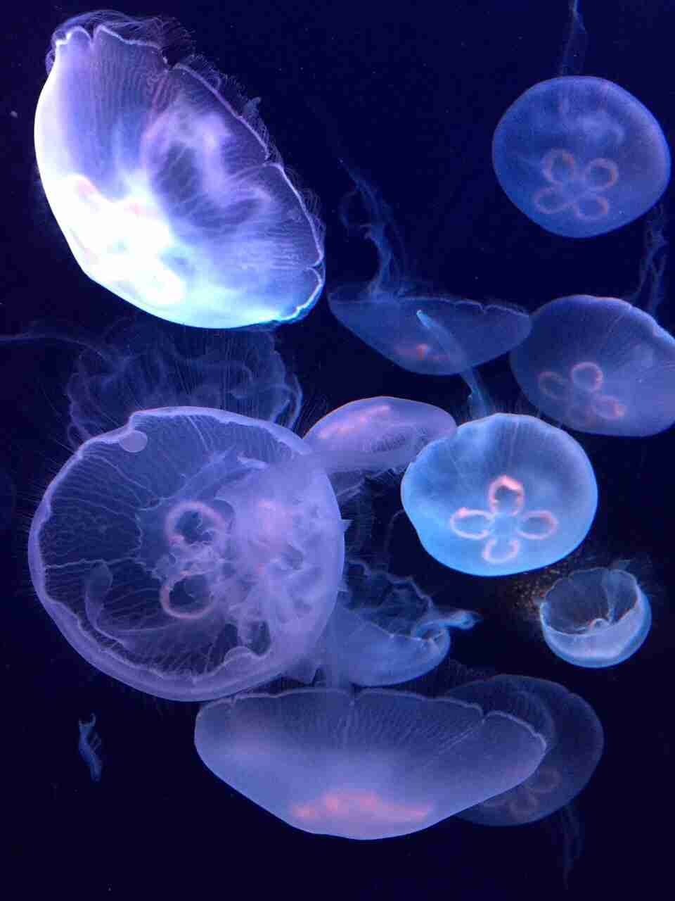 クラゲで癒やされよう