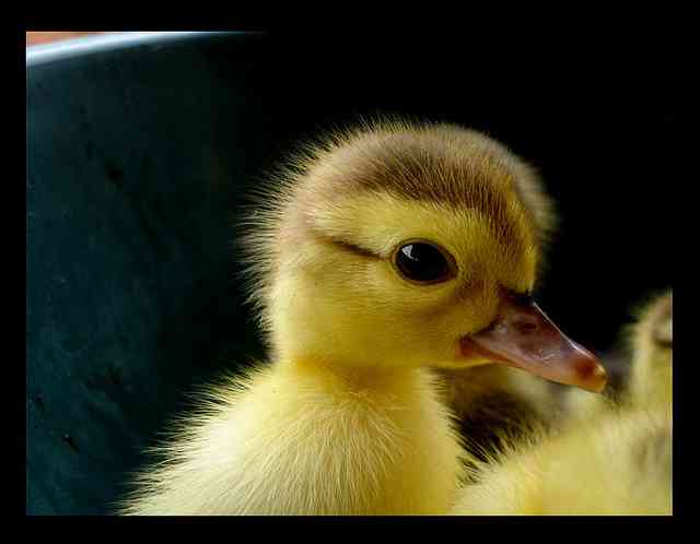 人間以外の何かガルちゃんにトピをたてたら