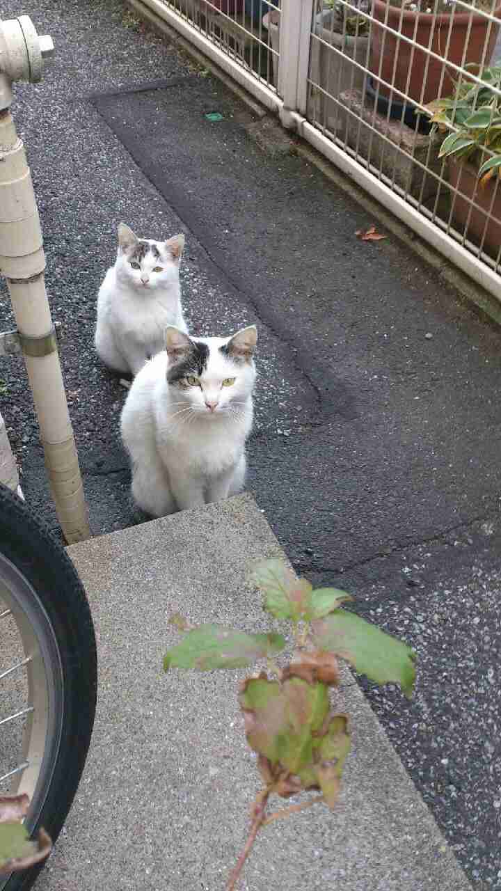 ノラ猫のエサやり禁止条例で議論！ アンケートは77％が賛成「エサやりは一時的なエゴ」