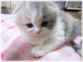 2016年、あなたが買って良かったもの暫定1位!