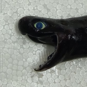 目力のある画像を貼るトピ