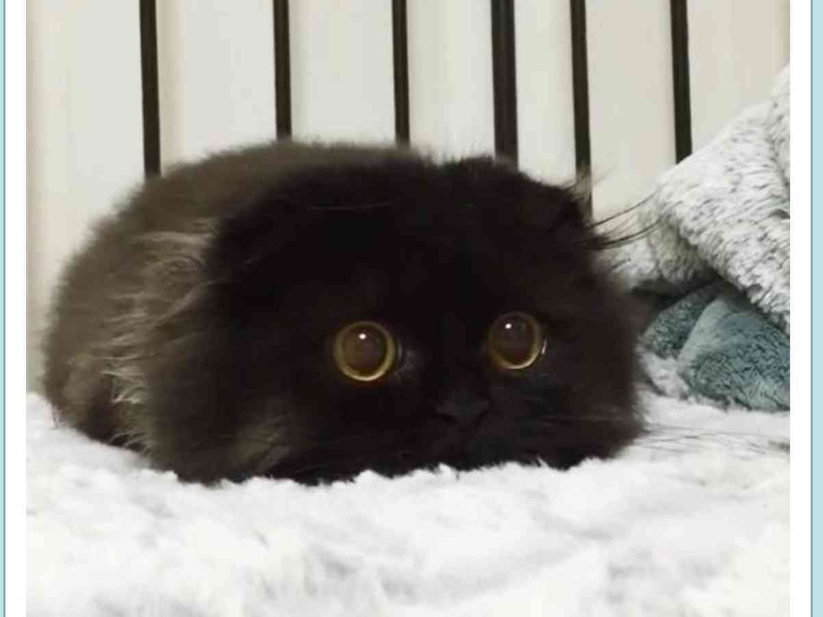 目力のある画像を貼るトピ