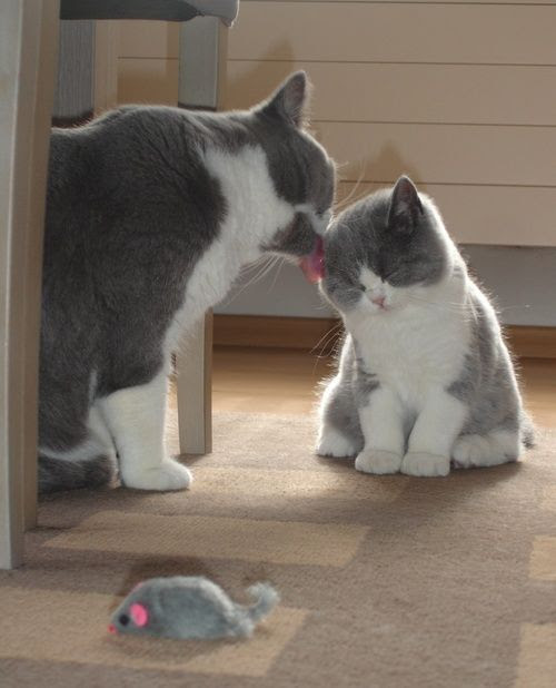 【画像】動物親子の画像を貼るトピ