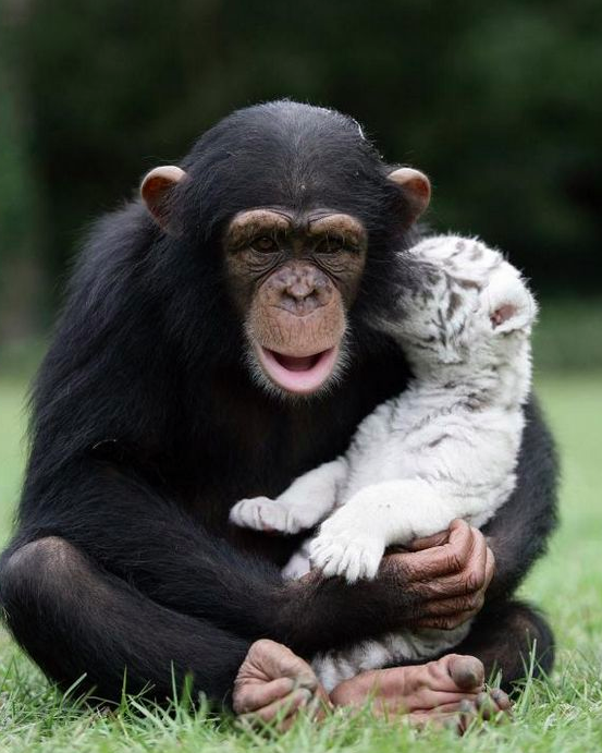 【画像】動物親子の画像を貼るトピ