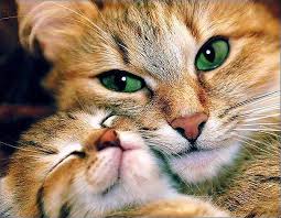 【画像】動物親子の画像を貼るトピ