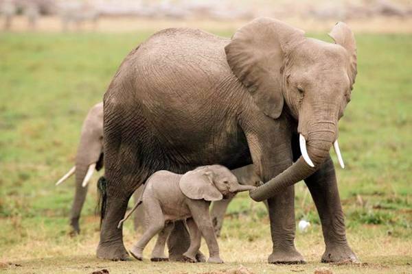 【画像】動物親子の画像を貼るトピ