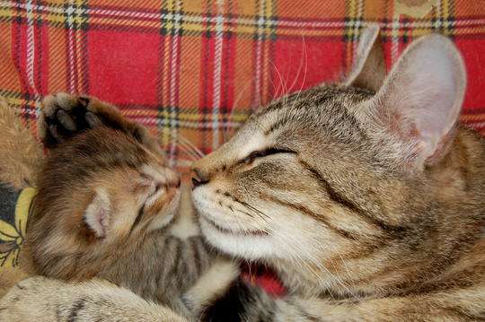 【画像】動物親子の画像を貼るトピ