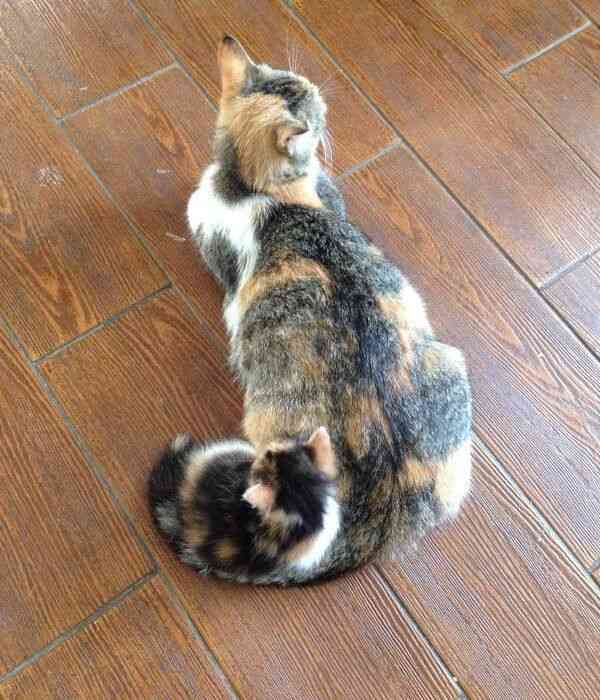 【画像】動物親子の画像を貼るトピ