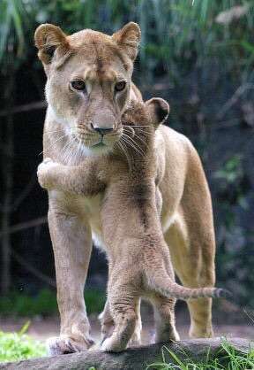 【画像】動物親子の画像を貼るトピ