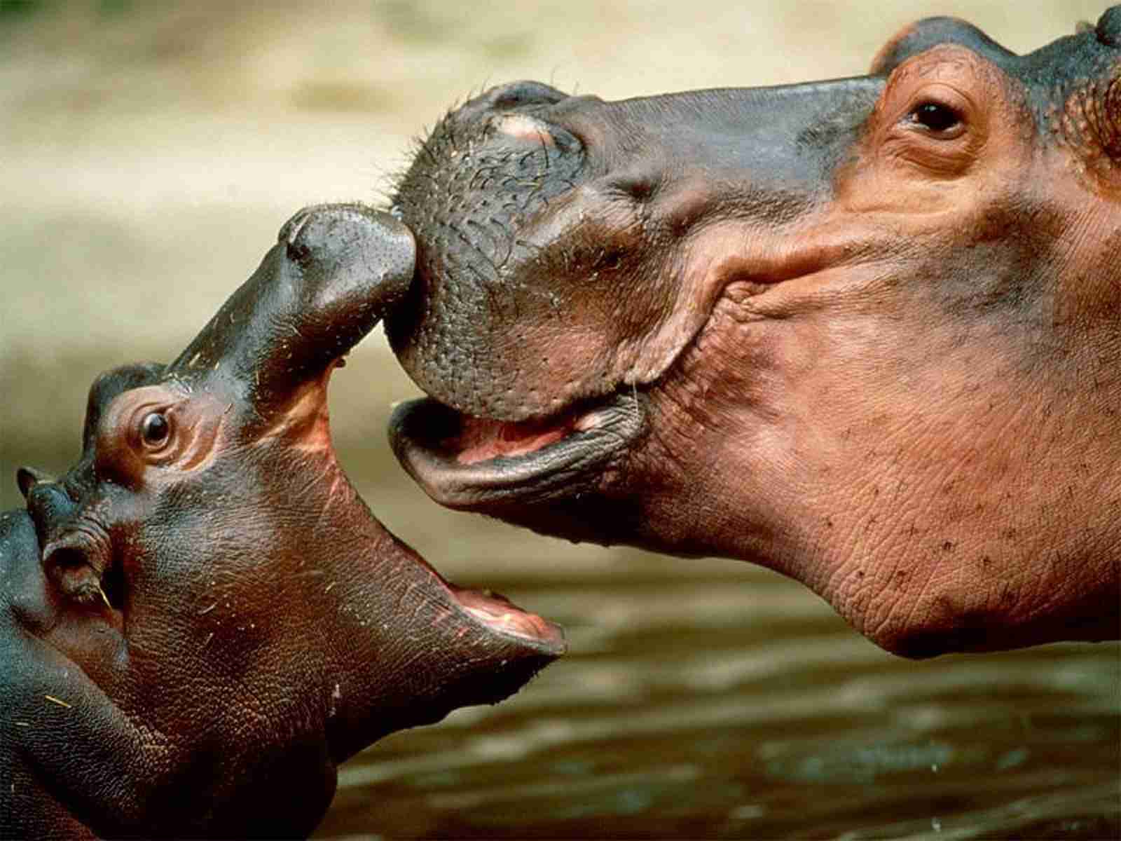 【画像】動物親子の画像を貼るトピ