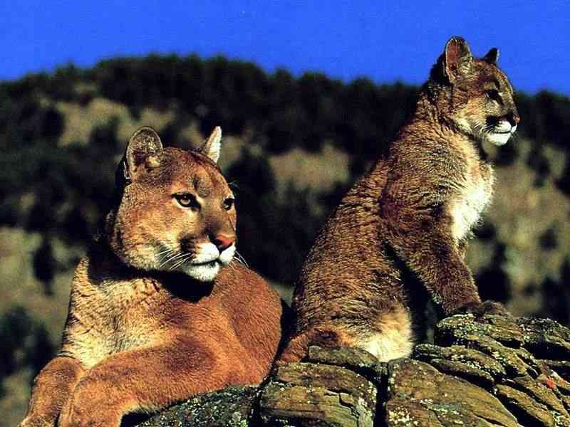 【画像】動物親子の画像を貼るトピ